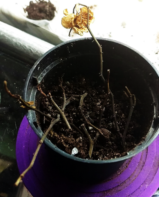 枯死了的迷你玫瑰