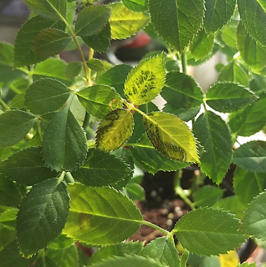 被黑紋病黴菌感染染黑和枯黃了的玫瑰葉片