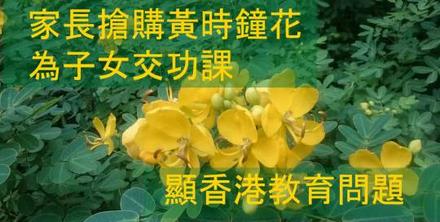 封面圖片（【一人一花】家長購花為子女交功課—可見香港依舊是填鴨式教育）